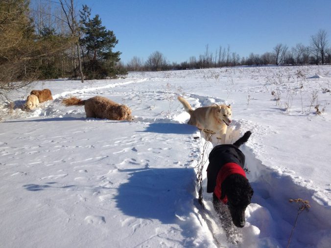 11025801_791844734203364_5846461817860541290_n