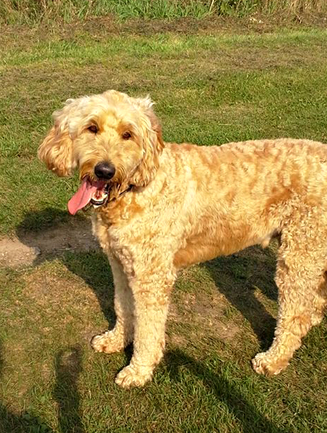 12004840_10156155043860601_4442512873720045344_n