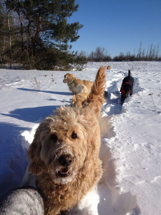 1613916_791844640870040_8885220199825242645_n